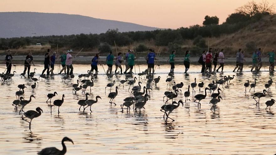Anillamiento de pollos de flamencos en Fuente de Piedra