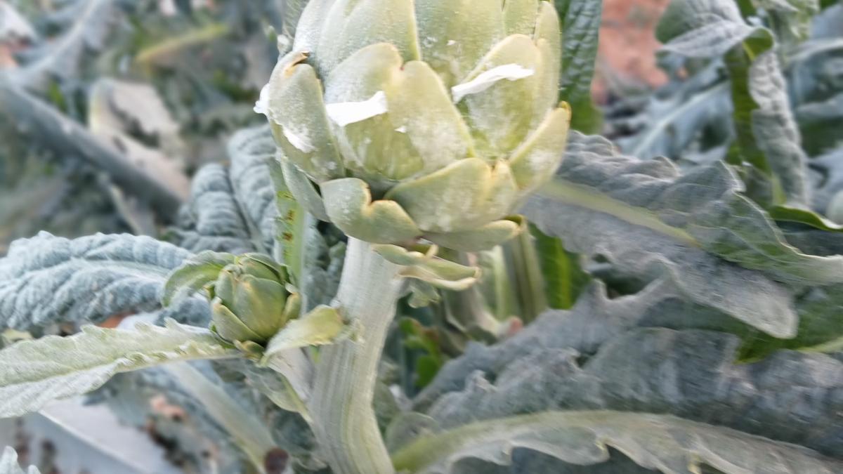 Alcachofas con hielo en una plantación lorquina, a primera hora de este martes.
