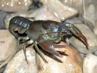 Sueltan 3.000 cangrejos de río en Cazorla