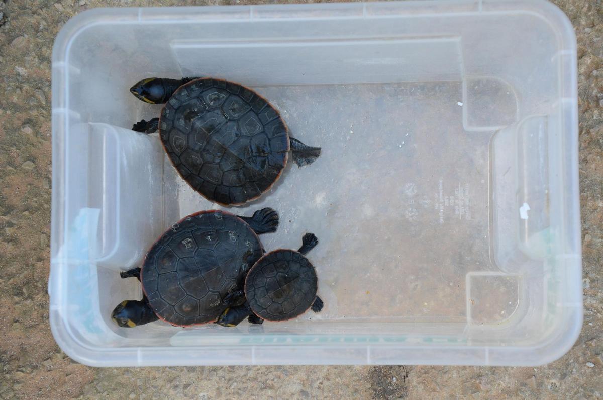Diese Schildkröten sollen zwei Deutsche auf Mallorca illegal gezüchtet haben Diese Schildkröten sollen zwei Deutsche auf Mallorca illegal gezüchtet haben