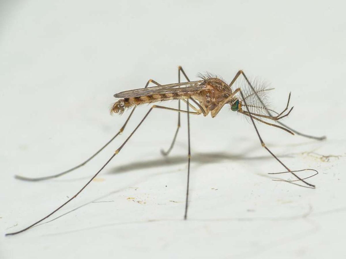 Las lluvias y el calor, aliados de los mosquitos