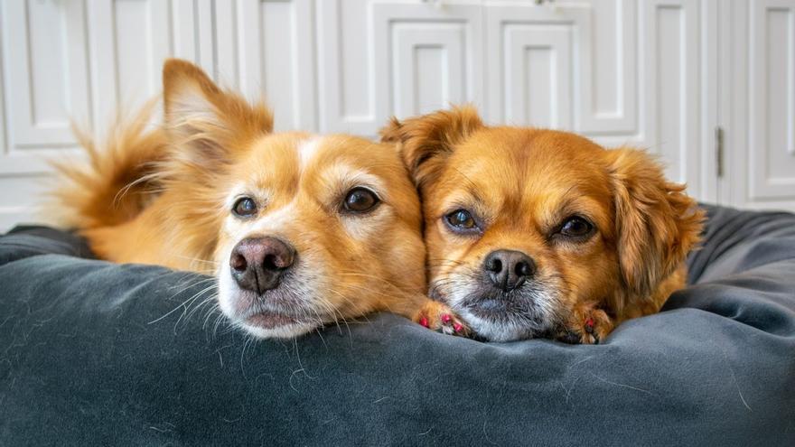 El drama del abandono de animales de compañía: los juguetes rotos que pagan  caprichos - Información