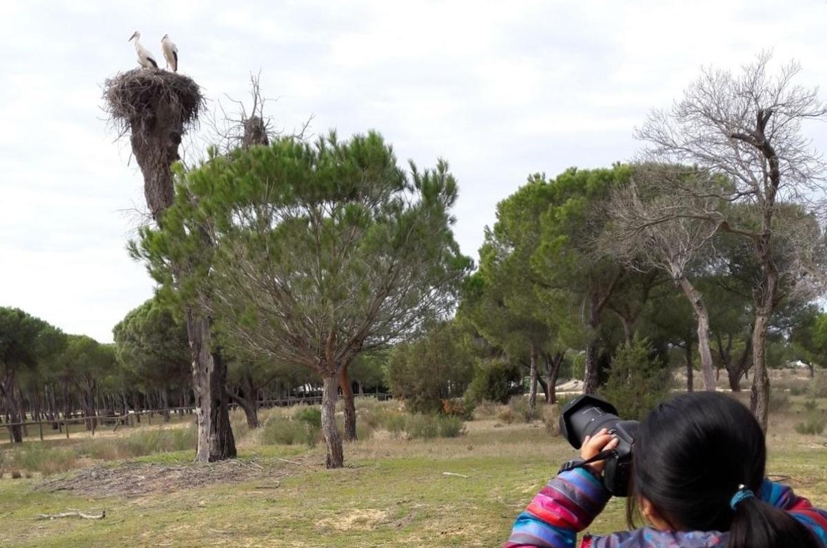España espera el regreso paulatino de unas 130.000 cigüeñas