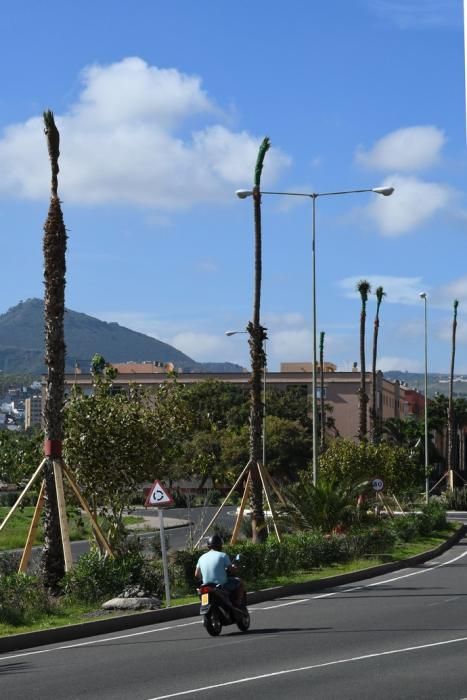 30/11/2018 TELDE.  Plantación de palmeras en ...