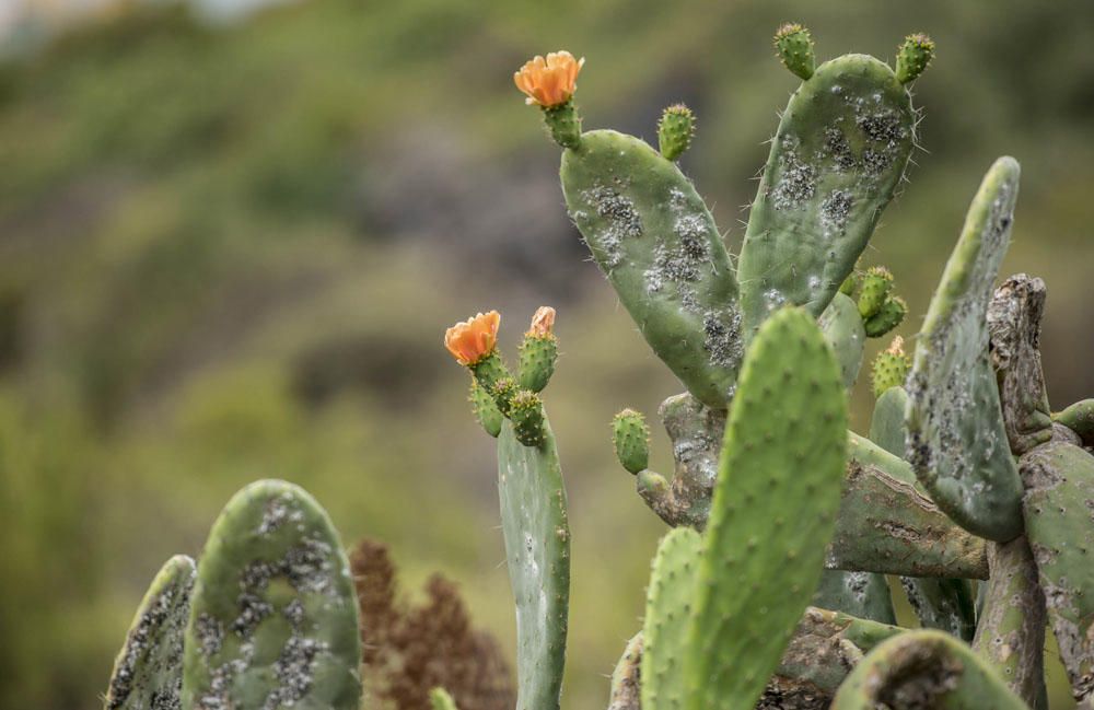 Barranco Guiniguada, en Las Palmas de Gran Canaria