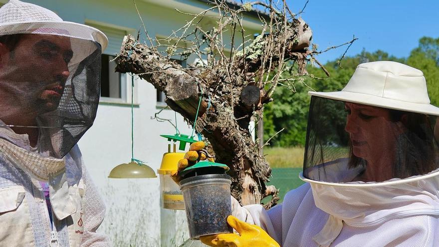 El PSdeG alerta de que la producción de miel ha caído un 50% y reclama un plan contra la velutina