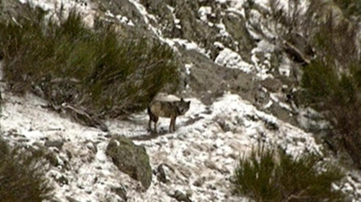 Llop localitzat a prop de Queralbs el mes de febrer passat. Llop localitzat a prop de Queralbs el mes de febrer passat.