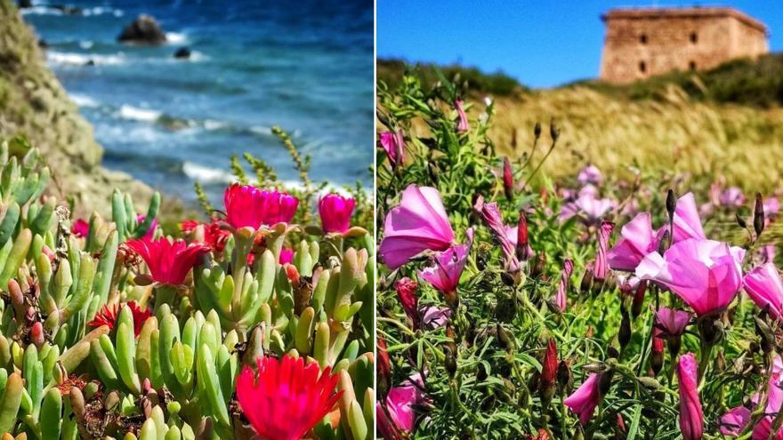 Flora en la isla de Tabarca tras las precipitaciones de las últimas semanas.