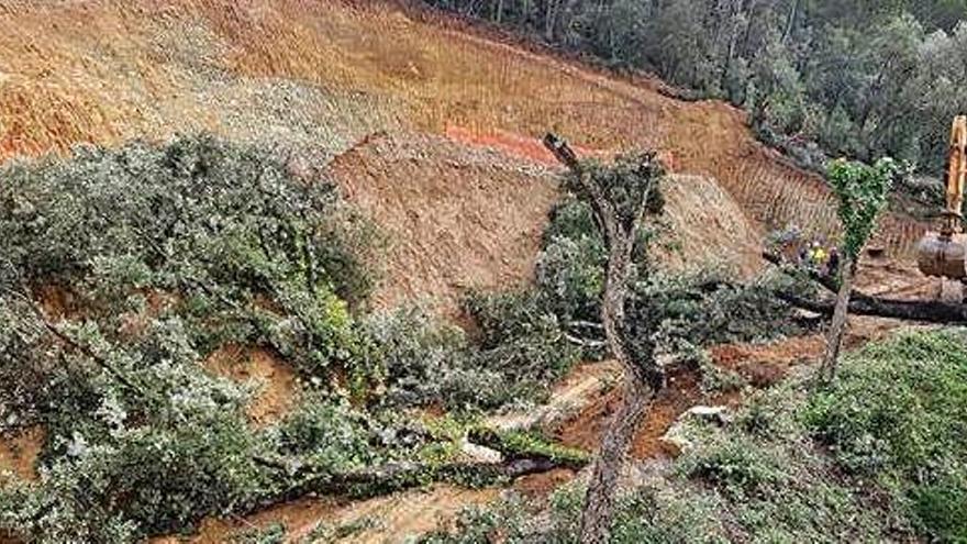 La tala d&#039;arbres que els ecologistes han denunciat a Begur.