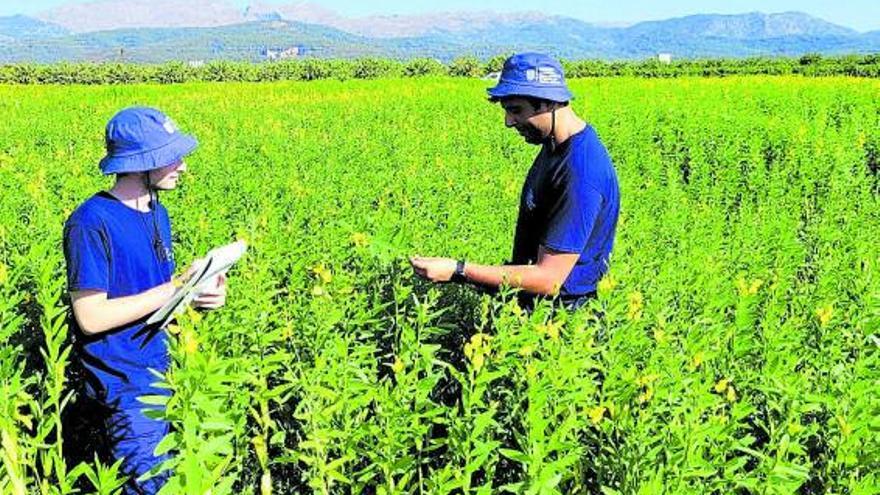 Dos técnicos, en un campo sembrado de crotalaria. | CAIB