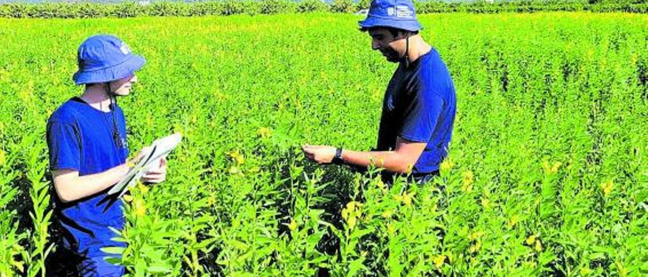 Dos técnicos, en un campo sembrado de crotalaria. | CAIB