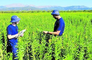 Agricultura en Mallorca: La crotalaria, una legumbre como alternativa a la falta de forrajes en las islas