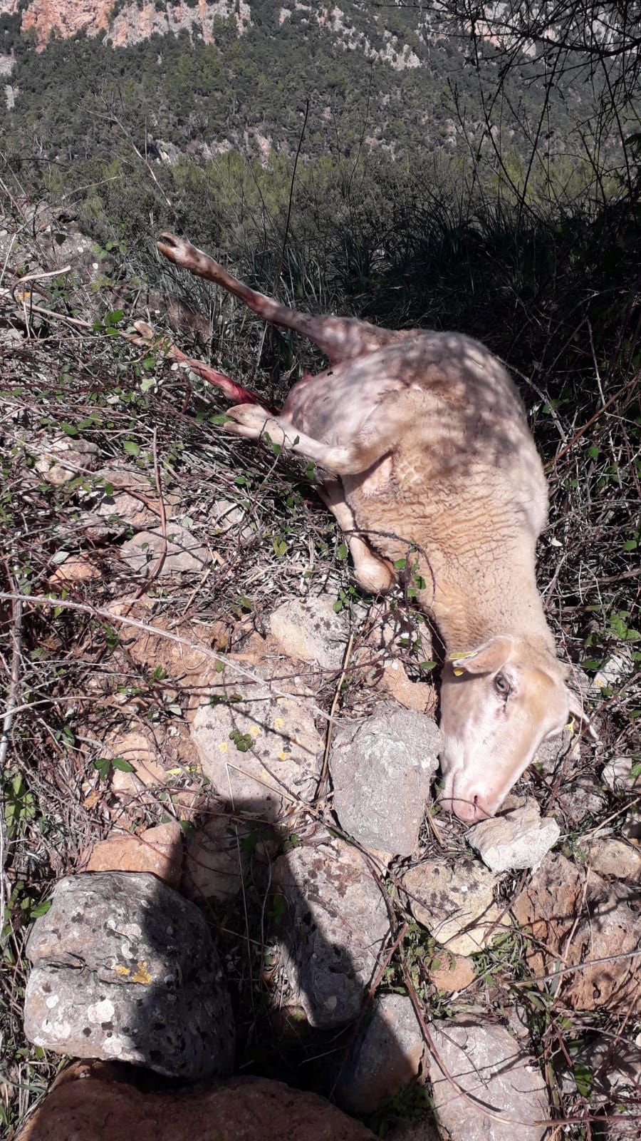 Fotos | Así ha sido el ataque de un perro a ovejas de la finca de Son Palou de Orient