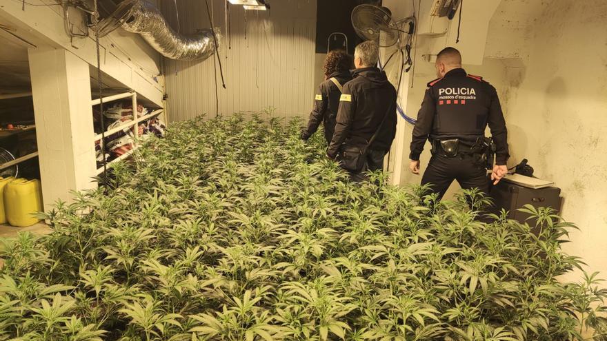 Detenen un home per tenir 1.041 plantes de marihuana en una casa d&#039;Olot