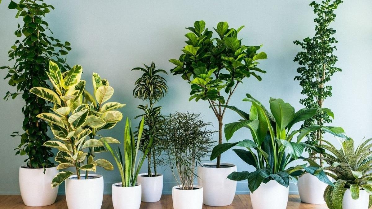 Plantes que proporcionen un aire més pur a les llars
