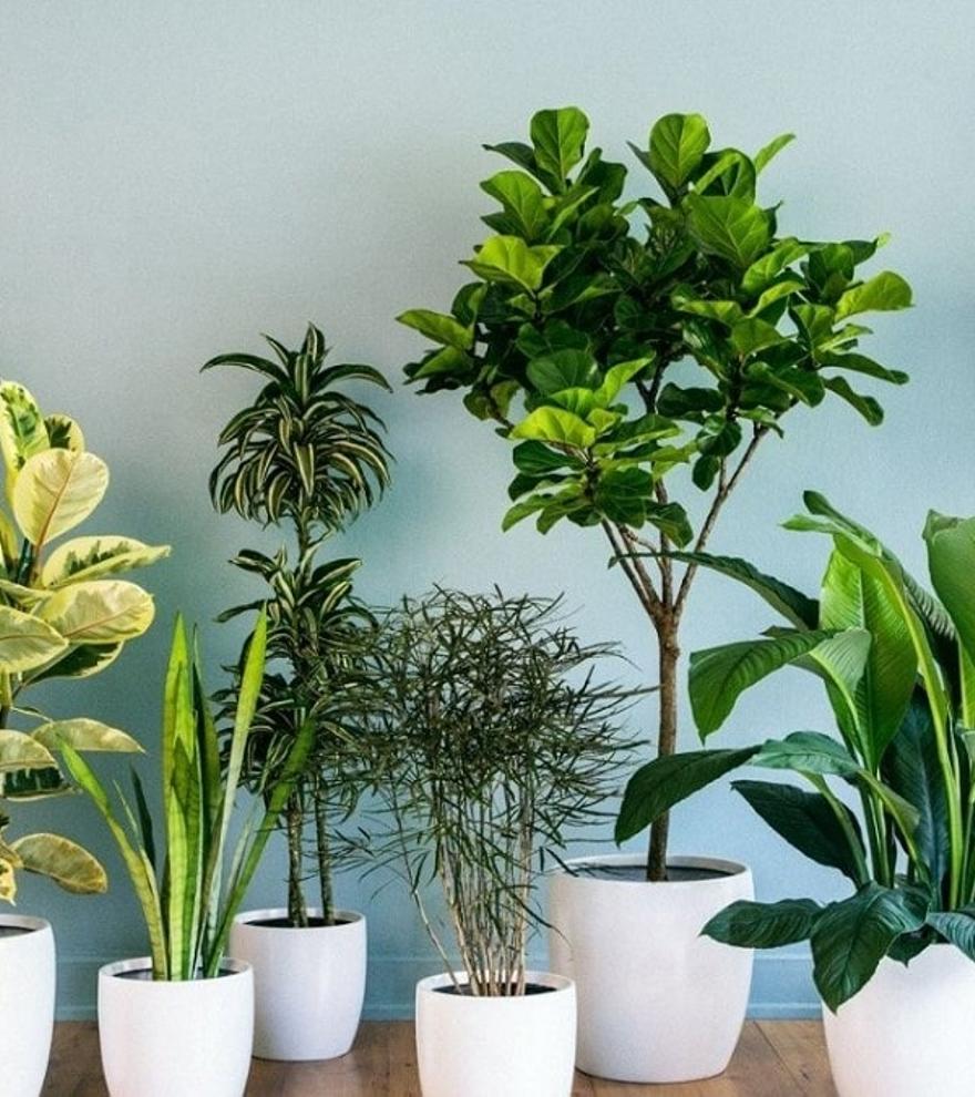 Coneixes les millors plantes per purificar l&#039;aire de casa teva?