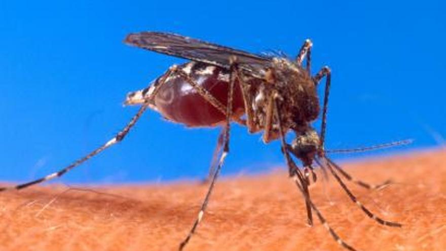 Marta Lado: “El dengue no se ha establecido en España de forma endémica”
