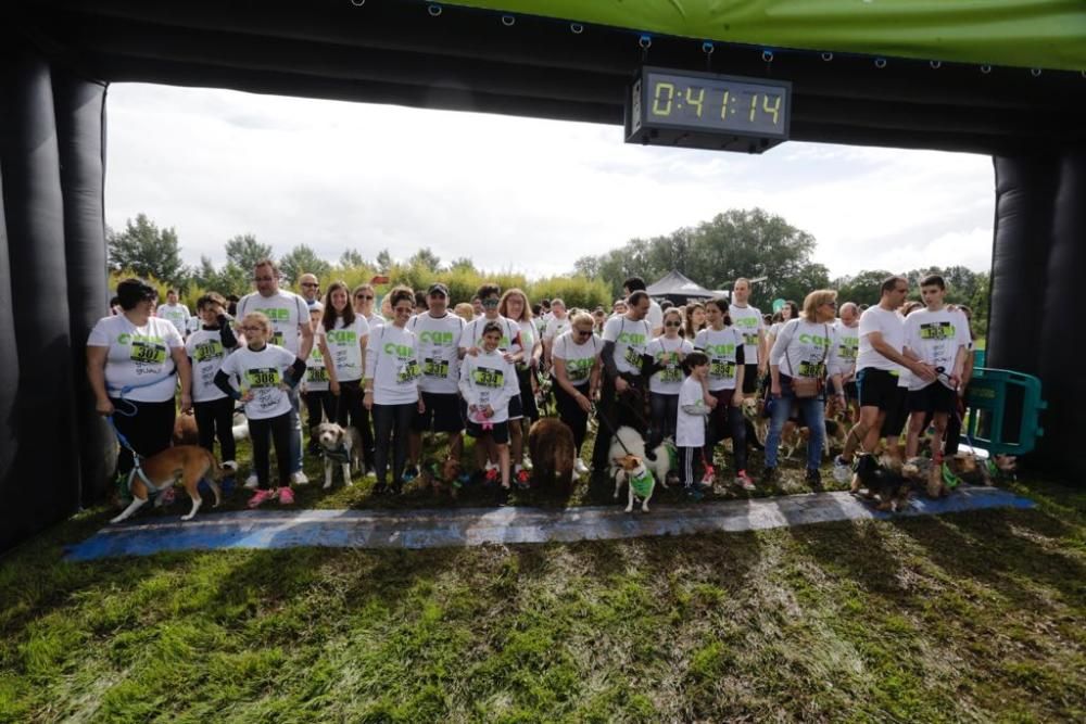 "Can We Run" reúne a más de 400 perros y corredores en el Parque Fluvial de Viesques, en Gijón.