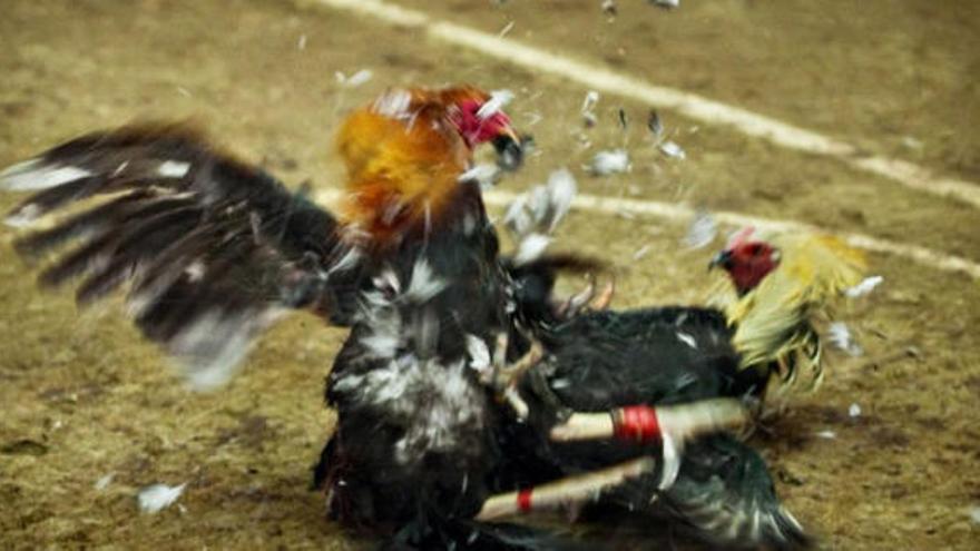 Punto final a las peleas de gallos y se impone un cupo de animales por hogar