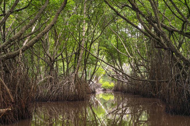 Los verdaderos pulmones del mundo, los manglares