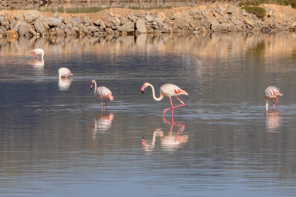 Galería: Así es una visita guiada al Parc Natural de ses Salines