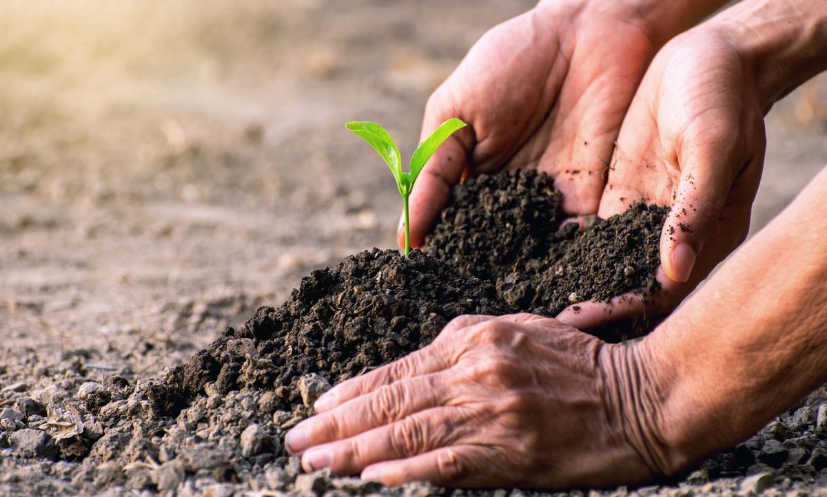 El 52% de los suelos agrícolas del planeta están degradados.