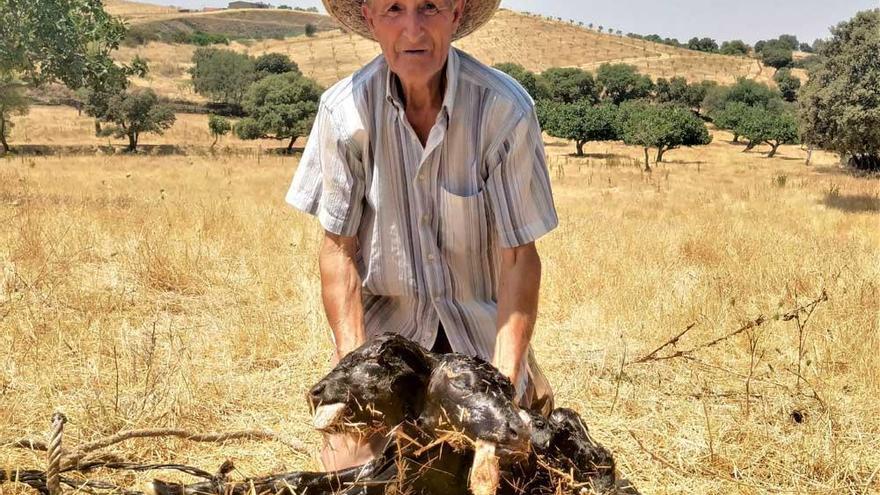 El extraño caso del parto de un becerro bicéfalo