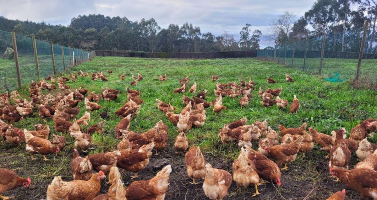 «Confinamos las gallinas por el bien de todos»