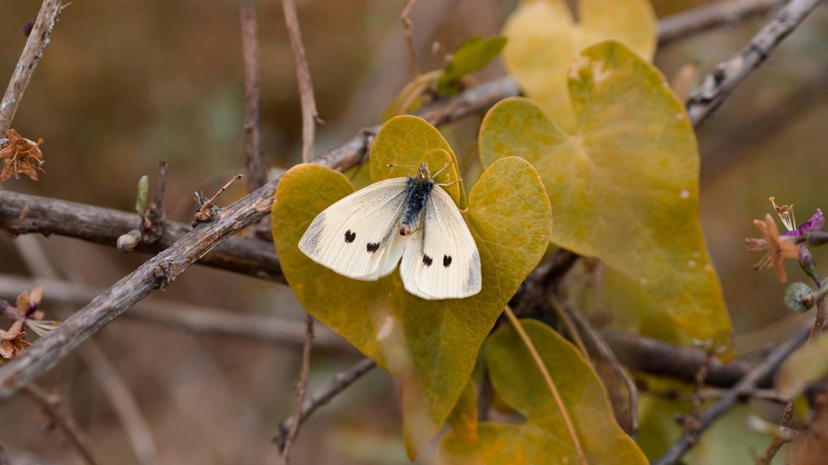 Imagen de archivo de una mariposa tímalo de Nevada.