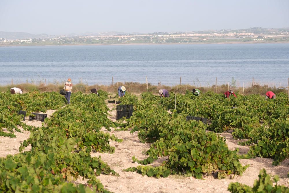 Comienza la vendimia más temprana de la península el parque natural de la laguna de La Mata. Sopla Levante elabora vinos de calidad del viñedo singular matero, sobre dunas fósiles, entre la laguna y e