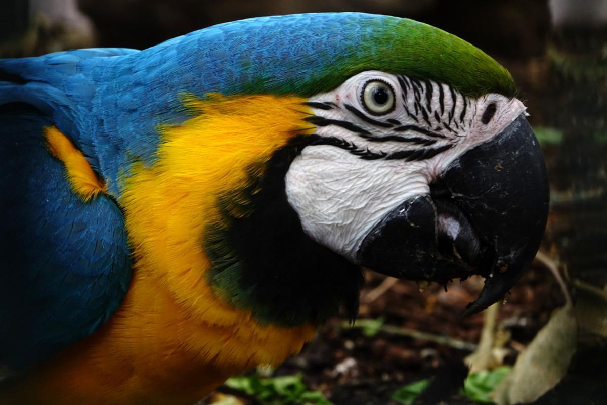 Guacamayo azul