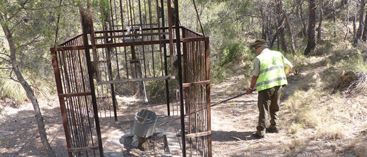 Una de las jaulas empleadas por los furtivos para capturar animales como ciervos en una montaña de Xixona.