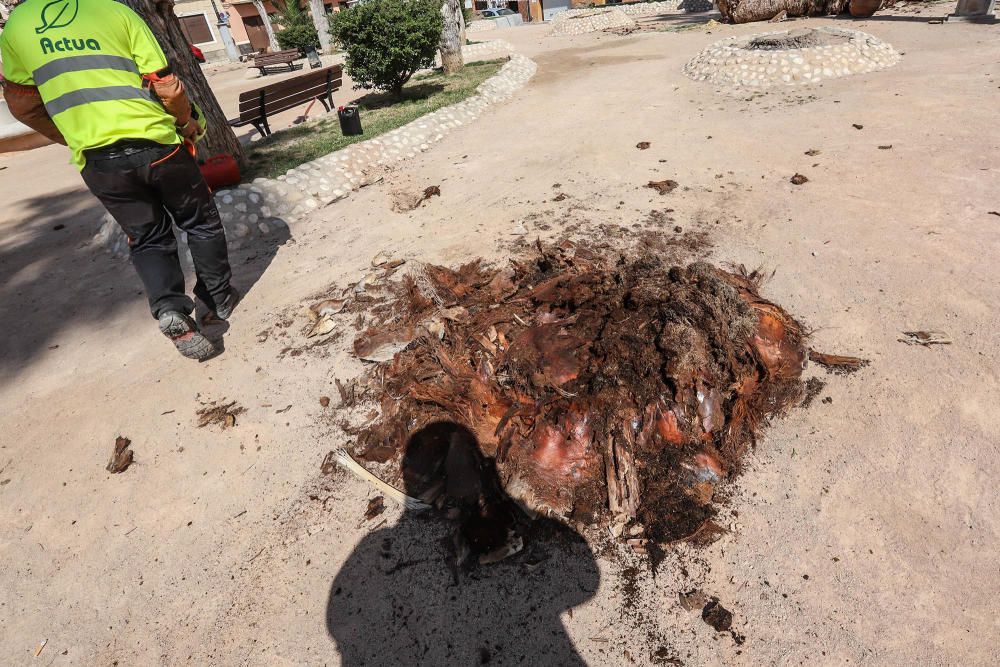 Así ha quedado la plaza de Santa Lucía de Orihuela tras retirar los troncos y tocones de 23 palmeras secas