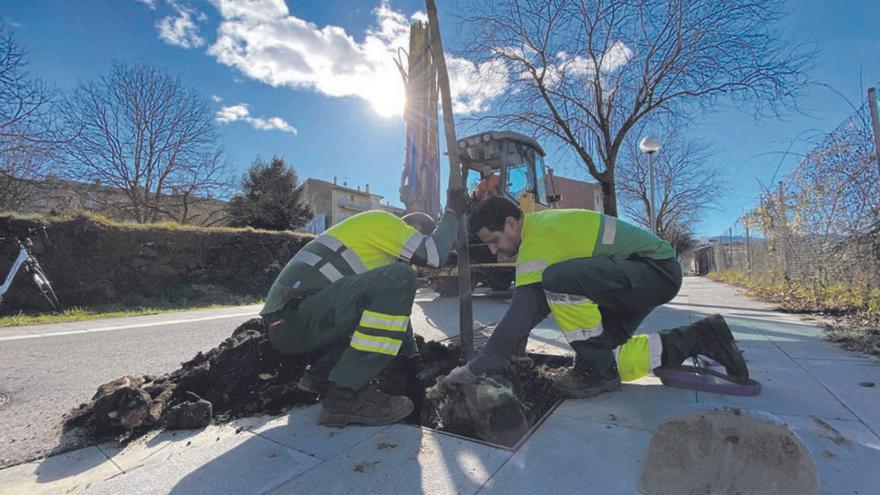 Olot incorpora setanta arbres a diversos espais | AJUNTAMENT D’OLOT