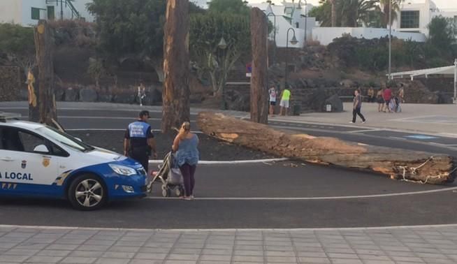 Un tronco se desploma en Costa Teguise