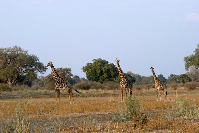 Safari en Zambia, Kasanka