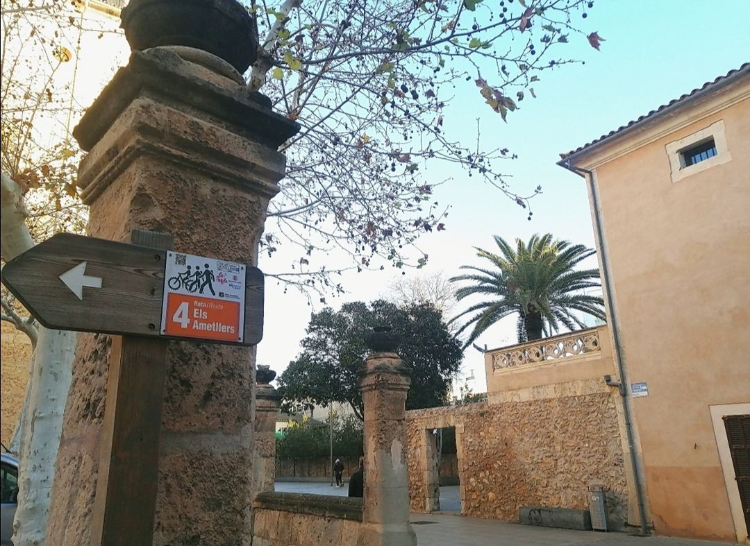 Los almendros en flor, en imágenes