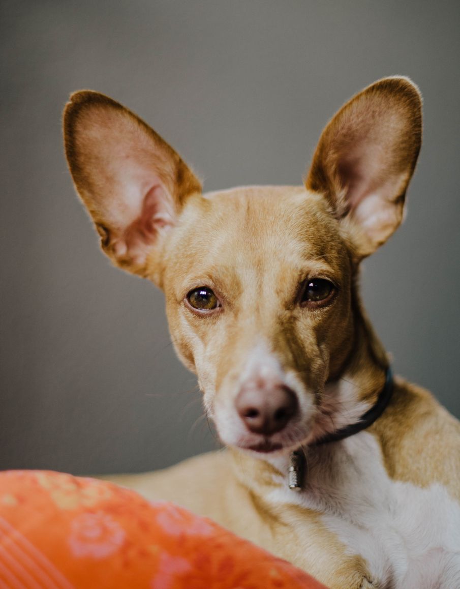 El podenco andaluz ha sido un buen compañero a lo largo de los siglos.