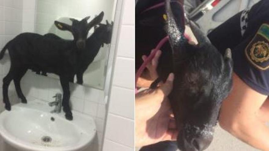 Una cabra es cola en un hospital de València