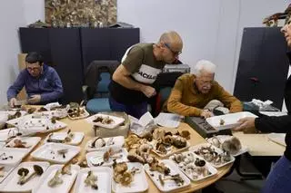El reino de las setas, listo para pasar revista en Gijón "pese a la sequía": una exposición donde el atractivo está "en las más raras" (en imágenes)