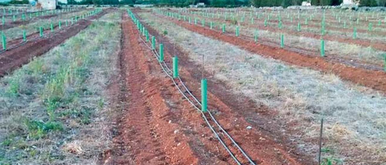 Plantación emergente de nuevas variedades de almendros en una finca ubicada en el municipio de Santanyí.