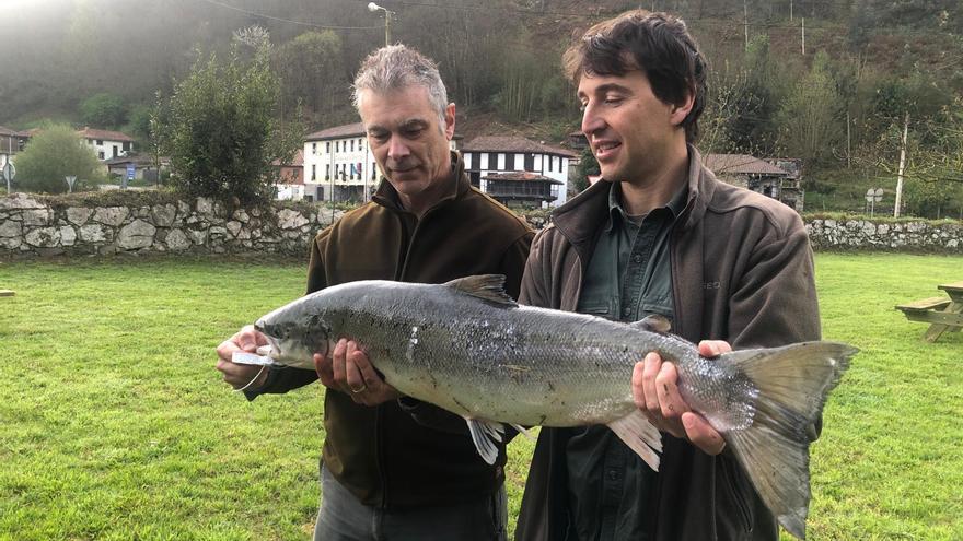 Sale en Campanu 2022: el primer salmón de la temporada se pesca en el Narcea y pesa 6,7 kilos