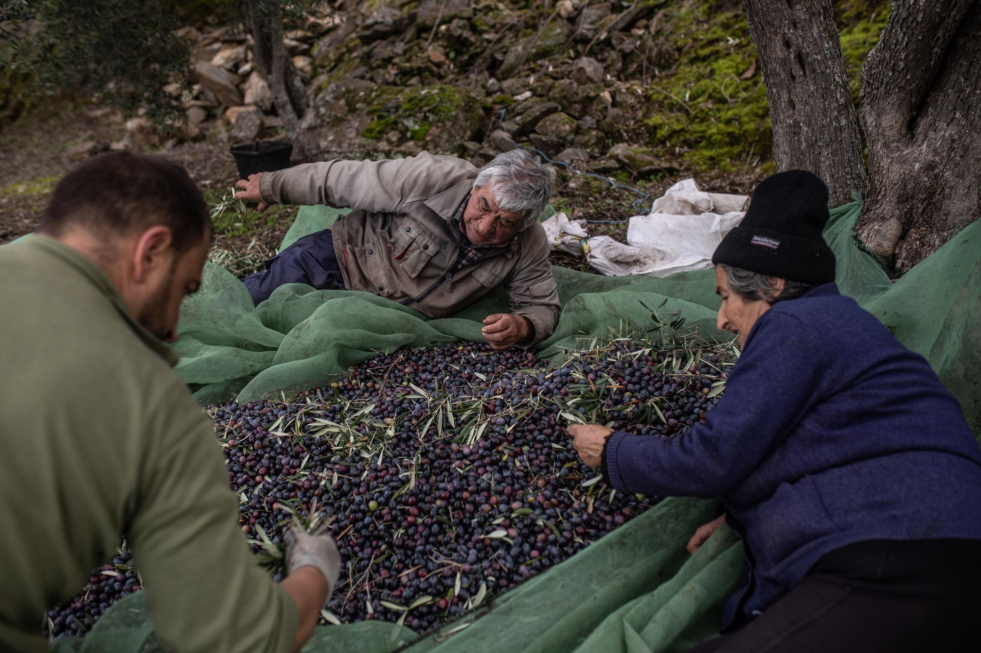 Pinilla de Fermoselle: la escarpada ruta de la aceituna de Arribas hasta la almazara