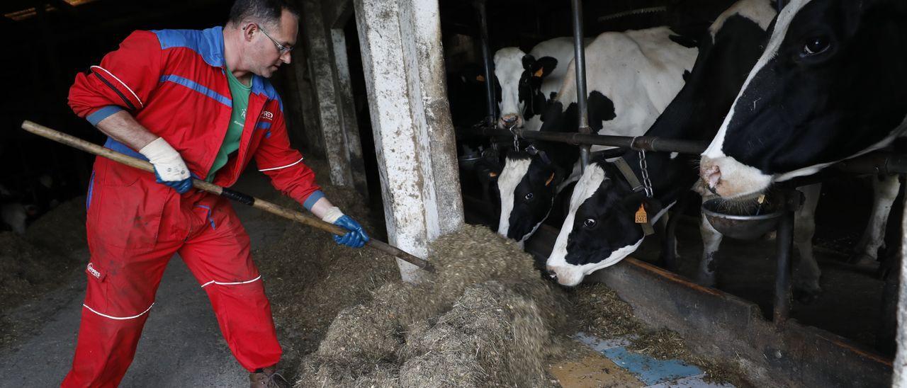 Pablo Álvarez, atendiendo a sus vacas, este lunes, en su ganadería de Posada de Llanera. | Luisma Murias