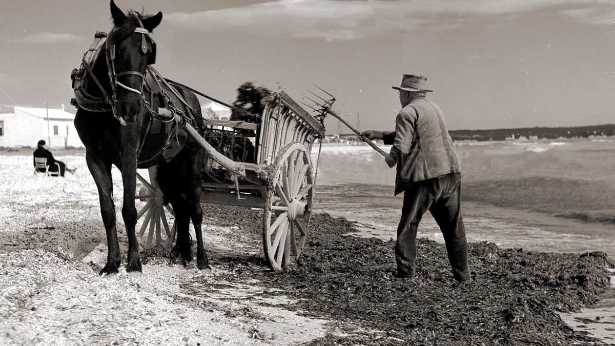Los payeses 'poblers' recogían alga en 'su' costa para abonar los campos.