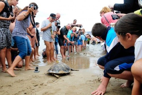 ctv-duv-suelta-de-tortugas-en-10524467