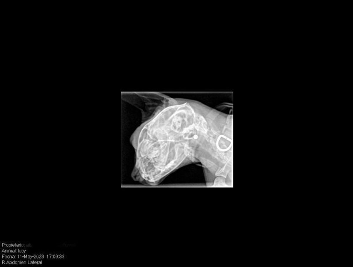 La gata, con el orificio del balín. Abajo, la radiografía craneal.   | // FDV