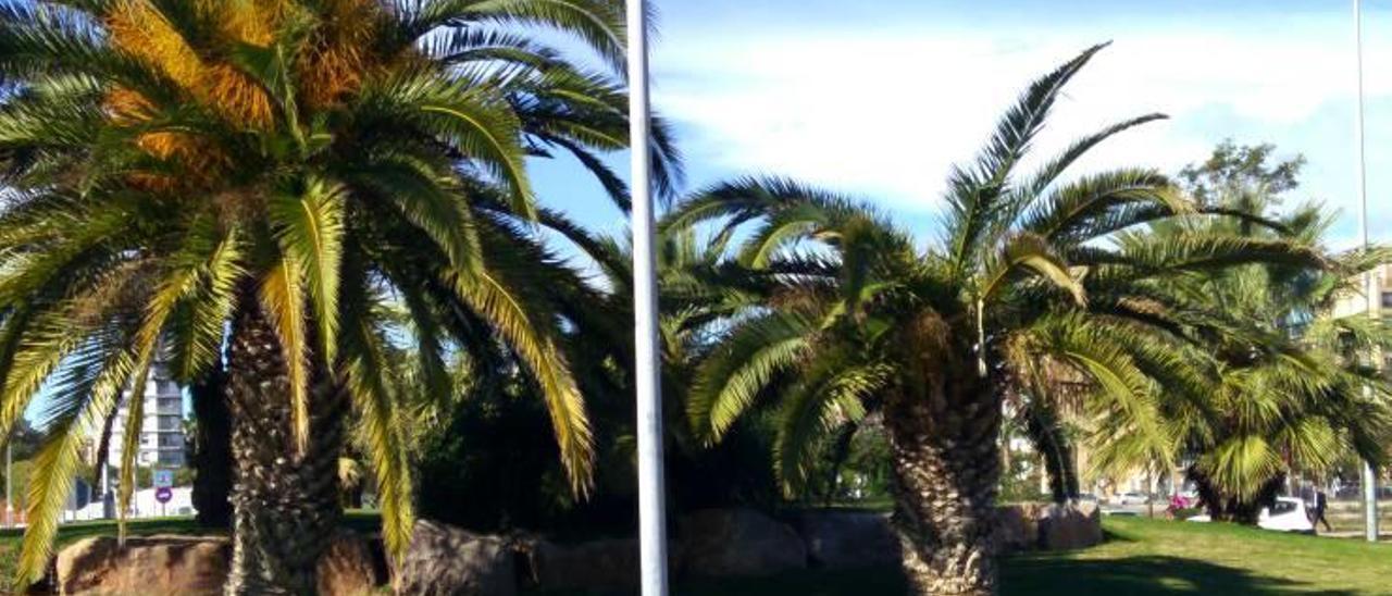 rotonda de la ronda este con la palmera afectada por el coleóptero parasitario.El ejemplar enfermo, el primero por la derecha, mostraba evidentes síntomas de la plaga con un decaimiento general, muy patente en el penacho y las hojas f r. l. Los operarios del servicio de mantenimiento de jardinería, completando las labores contra el picudo rojo tras activarse el protocolo f r. l. Resultado de la cirugía radical con la supresión total de la corona para aplicar el tratamiento fitosanitario f r. l.