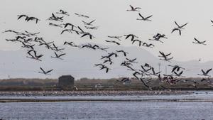 Panorámica del Parc Natural de l’Albufera, donde se ha detectado la gripe aviar.