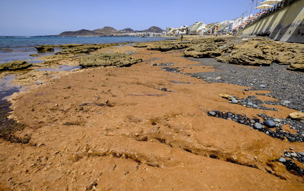 Las capas fósiles de Las Canteras, al descubierto